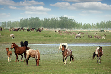 herd of horses in field in spring