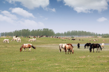 herd of horses in field in spring landscape
