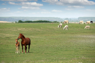 Obraz premium Mare and foal in field spring season
