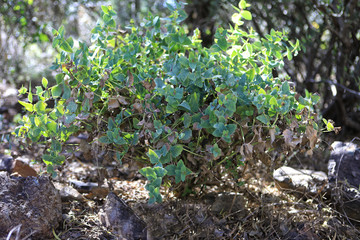 Papalotillo Guardiola, a small plant found in arid regions