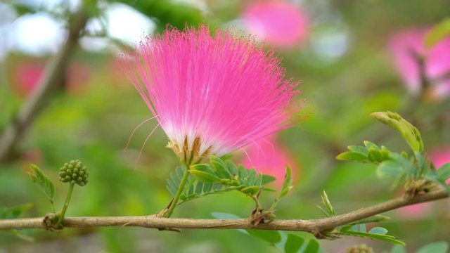 Pink flowers in bloom in tropical garden in 4k slow motion 60fps