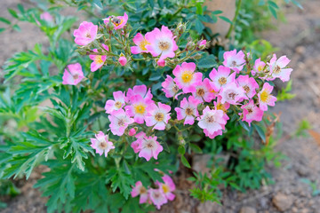 Bush of a flowering rosehip top view. Pink wild rose hips flowers in the garden.