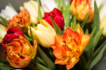 Closeup bouquet of fresh colorful tulips. Valentines day, women day, mothers day, spring, romance and love. Tulip symbol of spring. First spring flowers. Background with flowers.