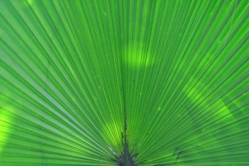 Fototapeta premium Close up tropical palm leaves with green color and sun light