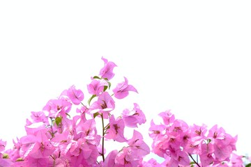 Fototapeta na wymiar In selective focus of sweet pink bougainvillea flower blossom on white isolated background 