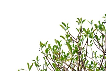 Young tropical tree leaves with branches on white isolated background for green foliage backdrop