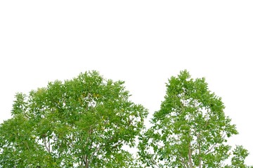 Tropical tall tree with leaves branches on white isolated background for green foliage backdrop and copy space 