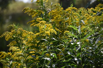 żółty dziki kwiat rosnący na polanie letnią porą