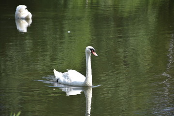 płynący biały łabędź na środku jeziora  © Maja