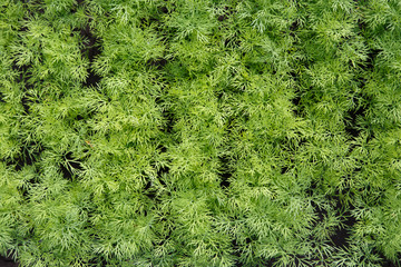 Fototapeta premium Fresh dill growing seedlings. Growing fresh herbs. Green plants in the garden, organic local food concept