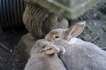 Two rabbits snuggling/grooming