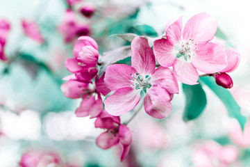 Blooming pink apple tree branches in spring