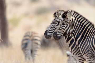 Naklejka premium Zebra in the wilderness of Africa