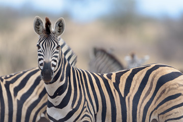 Zebra in the wilderness of Africa