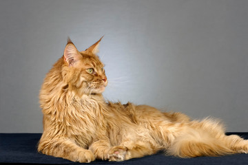 Red maine coon cat