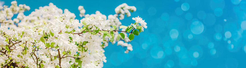 Blooming white apple tree branches in spring