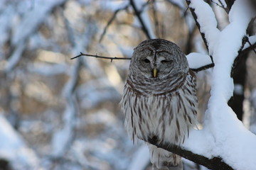 Owl in Snowy Tree