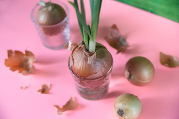 Green onion sprouted on a pink background