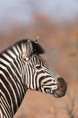 Fototapeta na wymiar Zebra in the wilderness of Africa
