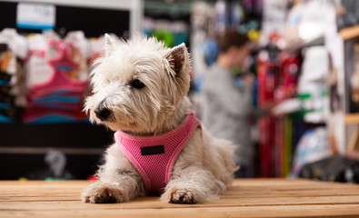 Portrait of West highland terrier dog in a pet store