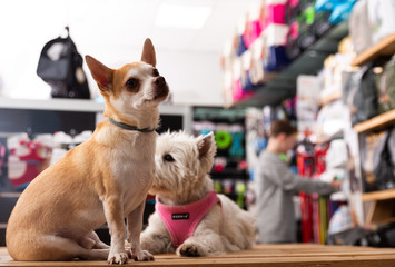 Portrait of chihuahua and west highland terrier dogs in a pet store