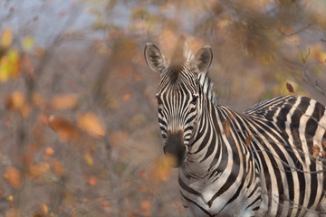 Zebra in the wilderness of Africa