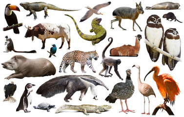 south america animals isolated