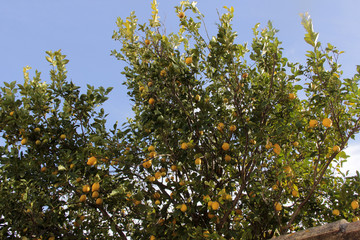 Fototapeta na wymiar oranger et ses fruits