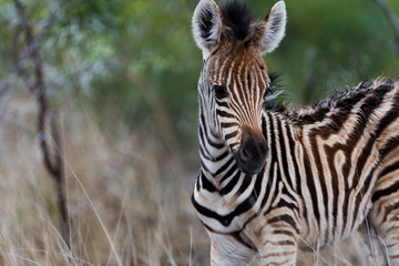 Zebra foal, baby zebra in the wilderness of Africa