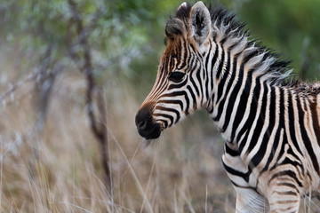 Zebra foal, baby zebra in the wilderness of Africa