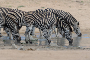 Obraz na płótnie Canvas Zebra in the wilderness of Africa