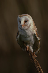 Cute and Beautiful Barn owl (Tyto alba) sitting in a tree. Blurry dark green and brown autumn background. Noord Brabant in the Netherlands. Autumn forest.