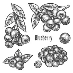 Blueberry hand drawn sketch, forest berry fruits