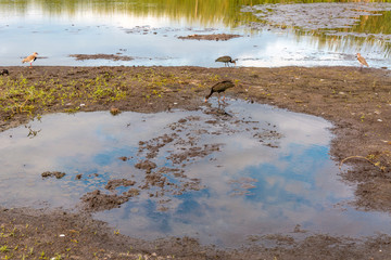 Some birds at a small lake in the south of Florianopolis, Brazil.