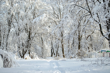 A lot of snow on trees in a sunny day, nature after snow storm