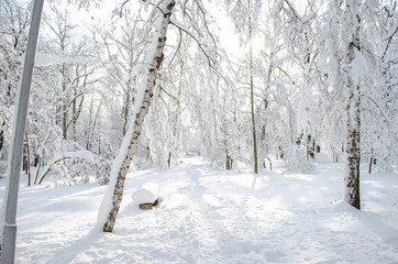 A lot of snow on trees in a sunny day, nature after snow storm