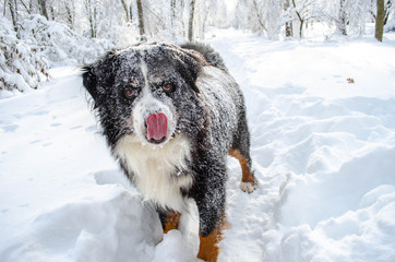 bernese mountain dog play with snow on winter snowy weather. funny pet, lots of snow