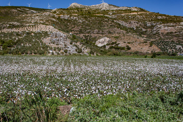 Large cotton field in Turkey