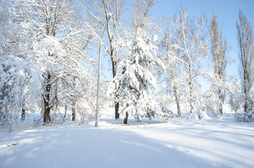 A lot of snow on trees in a sunny day, nature after snow storm
