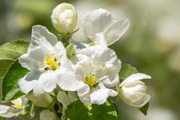 White blossoming apple trees.