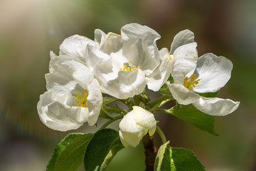 White blossoming apple trees.