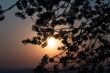 sun shines through the branches of a tree