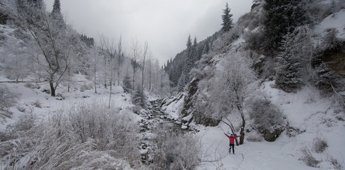 stream in the coniferous forest in the mountains in winter