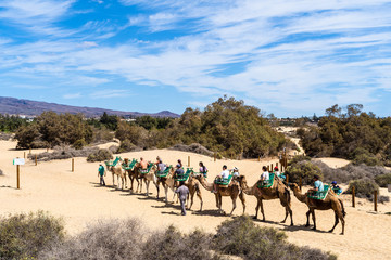 Caravan walking in Maspalomas desert on Gran Canaria, Canary Islands, Spain