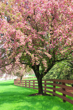 Beautiful sunny day spring nature background.  Scenic view with pink color blooming trees along wooden fence. Midwest USA, Wisconsin. Vertical composition.