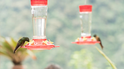 colibris tomando agua en las montañas 2 © diego
