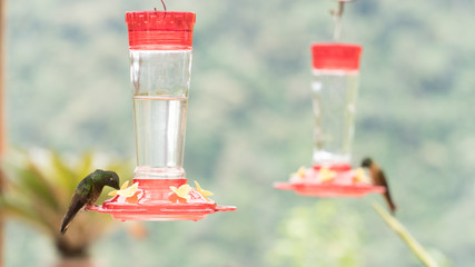 colibris tomando agua 3 © diego