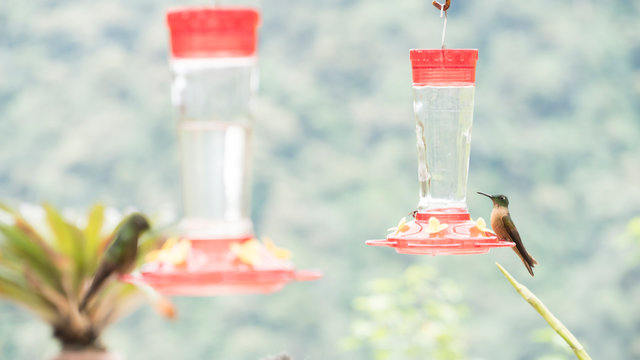 colibris alimentandose con agua en la monta&ntilde;a