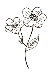 Vector flower on a white background. Use as a decoration for menus, invitations, birthdays and weddings