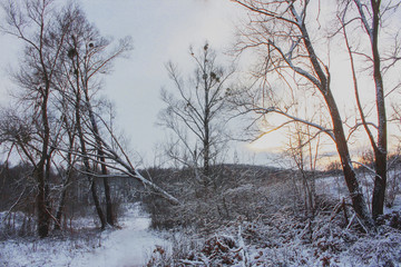 Fototapeta premium Winter landscape of a snow-covered forest.
